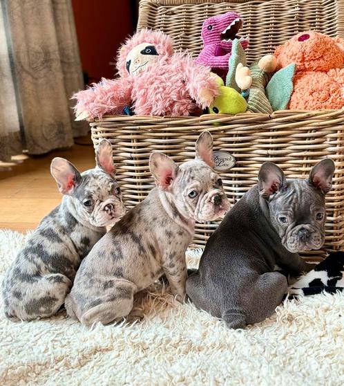 Franse Bulldog Pups, Animaux & Accessoires, Chiens | Bouledogues, Pinschers & Molossoïdes, Plusieurs animaux, Bouledogue, Éleveur | Loisir