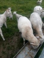 Wiltshire Horn schapen