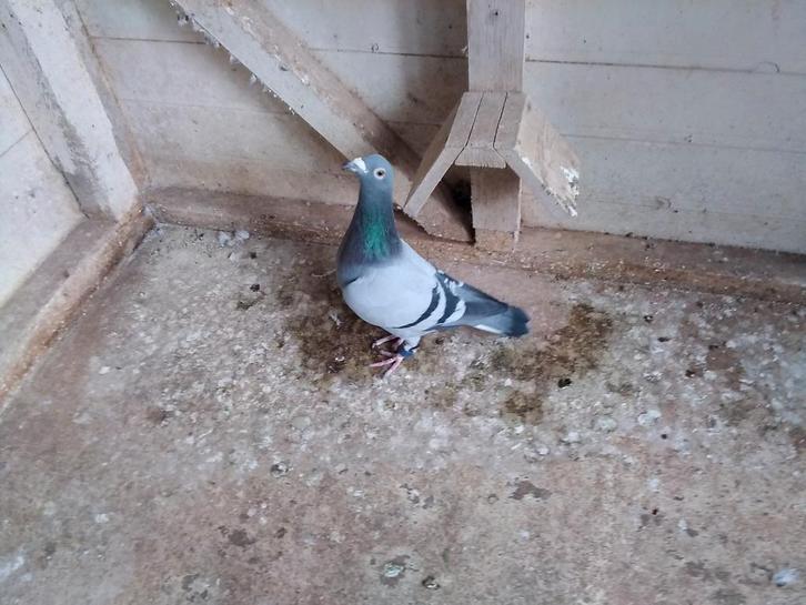 JONGE KWEEKDUIVER TOPRAS THIERRY DE KEYSER NEVELE, Dieren en Toebehoren, Vogels | Duiven