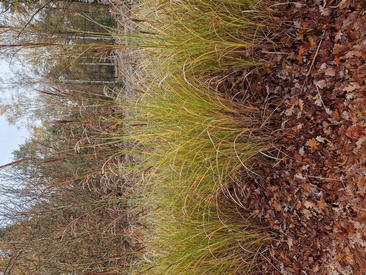 Groot prachtriet te geef. Ophalen in Kuringen-hei., Tuin en Terras, Gras en Kunstgras, Gebruikt, Ophalen