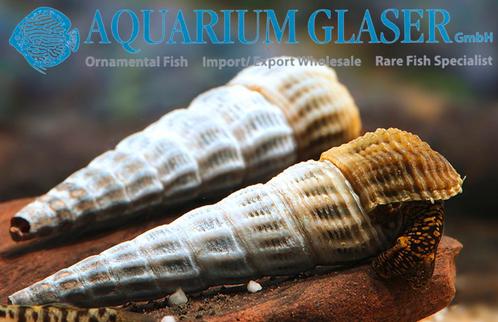 Himalaya slakken XXL ( sulawesi ) zoetwater aquarium, Dieren en Toebehoren, Vissen | Aquariumvissen, Zoetwatervis, Slak of Weekdier