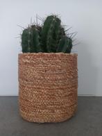 cactus in rieten mand, Cactus, In pot, Ophalen