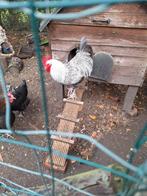 Prachtige blouw zilverhals, Dieren en Toebehoren, Pluimvee