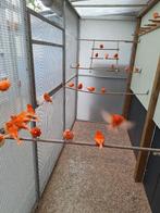rode kanaries, Dieren en Toebehoren, Vogels | Overige Vogels, Meerdere dieren, Tropenvogel, Geringd
