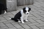 Prachtige Tricolor Border Collie pupjes, Dieren en Toebehoren, Honden | Herdershonden en Veedrijvers, België, CDV (hondenziekte)