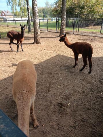 Alpaca merrie's 2024 beschikbaar voor biedingen