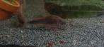 Zomerkorting Corydoras!, Vis, Zoetwatervis, Schoolvis
