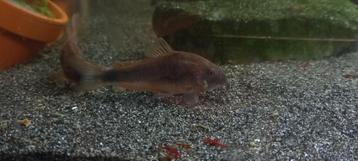 Zomerkorting Corydoras! beschikbaar voor biedingen