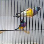 Gouldamadine mannen, split blauw, Dieren en Toebehoren, Mannelijk, Tropenvogel, Geringd