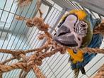 Blauwe gele ara, Dieren en Toebehoren, Vogels | Parkieten en Papegaaien, Papegaai, Pratend, Vrouwelijk