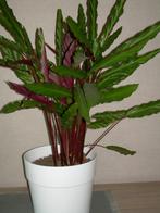 Calathea  - luchtzuiverende plant, Ophalen, Overige soorten, Halfschaduw, In pot