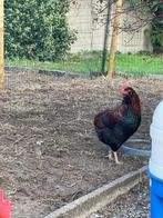 Auracana haan zoekt een nieuwe thuis, Dieren en Toebehoren, Pluimvee, Mannelijk, Kip