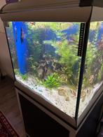 Aquarium Ferplast Star Cube, Dieren en Toebehoren, Ophalen, Gebruikt, Gevuld zoetwateraquarium
