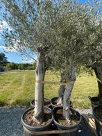 Lot van 4 olijfbomen (LOT 3), Tuin en Terras, Lente, 100 tot 250 cm, Olijfboom, Ophalen