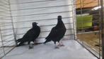Vend Culbutant de Vienne Bleu barré et Noir, Dieren en Toebehoren, Vogels | Duiven, Meerdere dieren, Tuimelaar of Roller