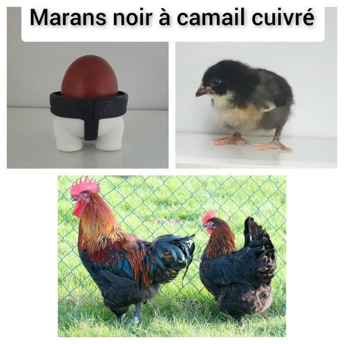 Marans zwarte tot koperachtige kamail-kippeneieren verkrijgb, Dieren en Toebehoren, Pluimvee | Toebehoren, Ophalen of Verzenden