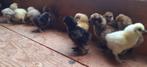 Poussins Silkfowl, Plusieurs animaux, Poule ou poulet
