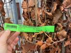 Beuk- Fagus sylvatica, Tuin en Terras, Ophalen, Beukenhaag, Haag, Minder dan 100 cm