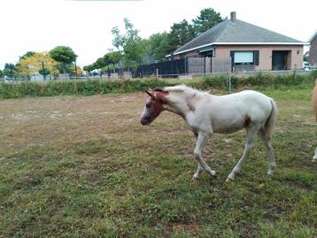 Appaloosa hengstenveulen  beschikbaar voor biedingen