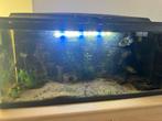 Aquarium 110l, Poisson, Poisson d'eau douce