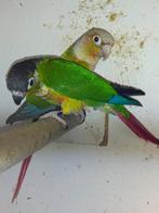 Pyrrhura 's, Dieren en Toebehoren, Vogels | Parkieten en Papegaaien