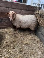 Ardense voskop, Dieren en Toebehoren, Schapen, Geiten en Varkens