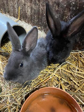 Bébés géants flamands à vendre, Mâle, Petit, 0 à 2 ans