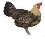 Sierkippen jonge hennen verschillende soorten beschikbaar, Dieren en Toebehoren, Pluimvee, Vrouwelijk, Kip