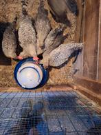4 jonge creamlegbar hanen, Mannelijk, Kip