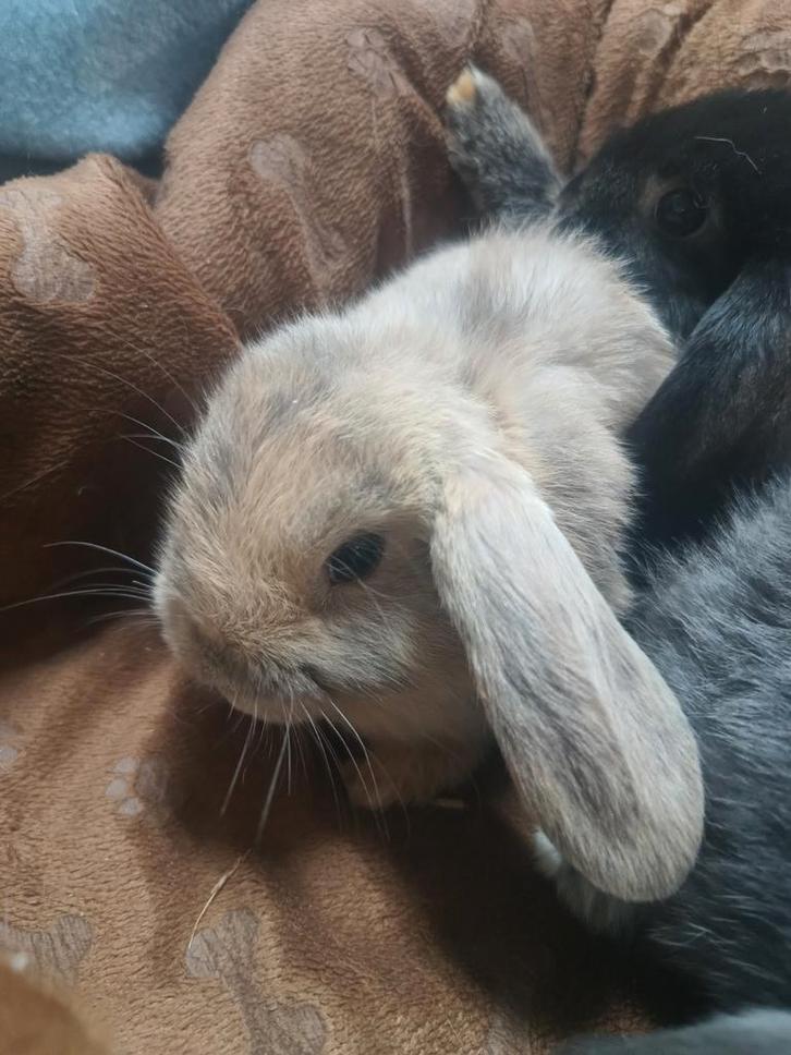 Heel leuk jong NHD dwergkonijn duo, Dieren en Toebehoren, Konijnen, Dwerg, Meerdere dieren, 0 tot 2 jaar, Hangoor