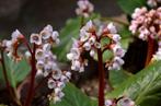 Bergenia of schoenlappersplant, Tuin en Terras, Planten | Tuinplanten, Ophalen, Bodembedekkers, Volle zon, Vaste plant