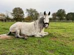 Halve stal aangeboden, Dieren en Toebehoren, Paarden, Merrie, Zadelmak, Gechipt