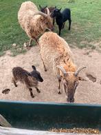 Soay ooien met lammeren, Dieren en Toebehoren, Schapen, Geiten en Varkens