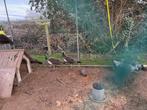 2 blauwe pauwhennen, Dieren en Toebehoren, Pluimvee