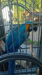 ara man, Dieren en Toebehoren, Vogels | Parkieten en Papegaaien