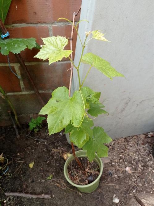 Druivelaars - Blauwe druiven, Tuin en Terras, Planten | Fruitbomen, Ophalen