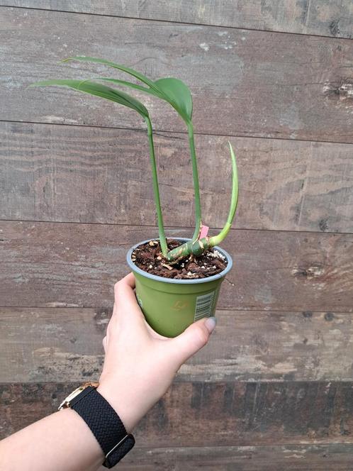 Rhaphidophora decursiva nr 51, Huis en Inrichting, Kamerplanten, Ophalen