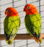 2 Groene Opaline split lutino Fischeri mannen 2025
met dna, Sexe inconnu, Perroquet nain ou Inséparable, Bagué