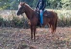 Zeer mooie quarter merrie, Dieren en Toebehoren, Zadelmak, 7 tot 10 jaar, Westernpony, Gechipt