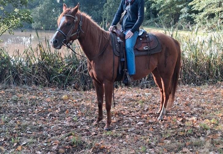 Zeer mooie quarter merrie, Dieren en Toebehoren, Pony's, Merrie, Zadelmak, E pony (1.48m - 1.57m), Westernpony, 7 tot 10 jaar