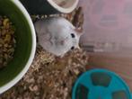 Russische dwerghamster man herplaatser, Dieren en Toebehoren, Knaagdieren, Juli, Mannelijk, Hamster