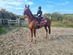 Liefste ruin te koop!, Dieren en Toebehoren, Paarden, Ruin, Zadelmak, 3 tot 6 jaar, 160 tot 165 cm