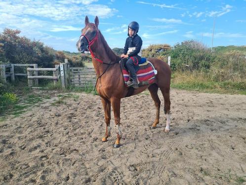 Liefste ruin te koop!, Dieren en Toebehoren, Paarden, Ruin, Zadelmak, 160 tot 165 cm, 3 tot 6 jaar, Recreatiepaard
