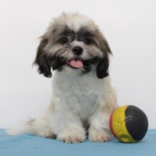 Shih Tzu reutjes te koop (Belgisch pups), Dieren en Toebehoren, Honden | Chihuahua's en Gezelschapshonden, Reu, Overige rassen