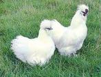 laatste witte zijdehoenders 4+1 gratis 0499/082381, Dieren en Toebehoren, Vrouwelijk, Kip