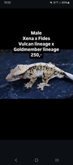 1.0 knappe Tricolor wimpergekko man, Dieren en Toebehoren, Reptielen en Amfibieën, Hagedis, Tam, 0 tot 2 jaar