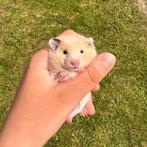 Goudhamster, Dieren en Toebehoren, Knaagdieren, Hamster