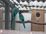 Gezocht ovj blauw twenty eight pop, Dieren en Toebehoren, Vogels | Parkieten en Papegaaien, Parkiet, Geringd