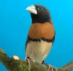 Bruinborst rietvink koppel, Oiseau tropical