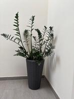 Grote groene kamerplant (zamioculcas) in pot., Huis en Inrichting, Groene kamerplant, Ophalen, In pot